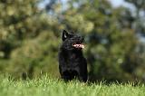 SCHIPPERKE 700